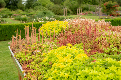 Green living roof